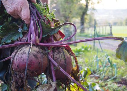 fresh beets